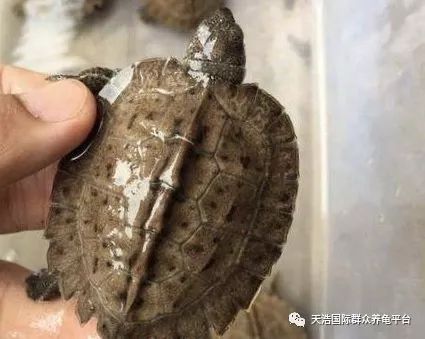 珍珠鳖养殖场_珍珠养殖鳖技术视频_珍珠鳖的养殖技术