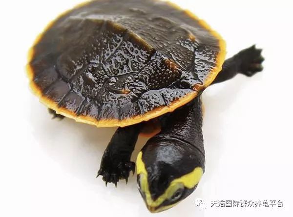 珍珠鳖的养殖技术_珍珠鳖养殖场_珍珠养殖鳖技术视频