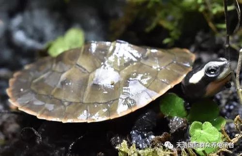 珍珠鳖养殖场_珍珠养殖鳖技术视频_珍珠鳖的养殖技术