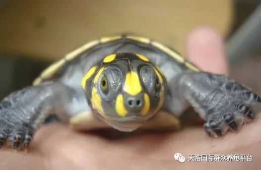 珍珠鳖的养殖技术_珍珠养殖鳖技术视频_珍珠鳖养殖场