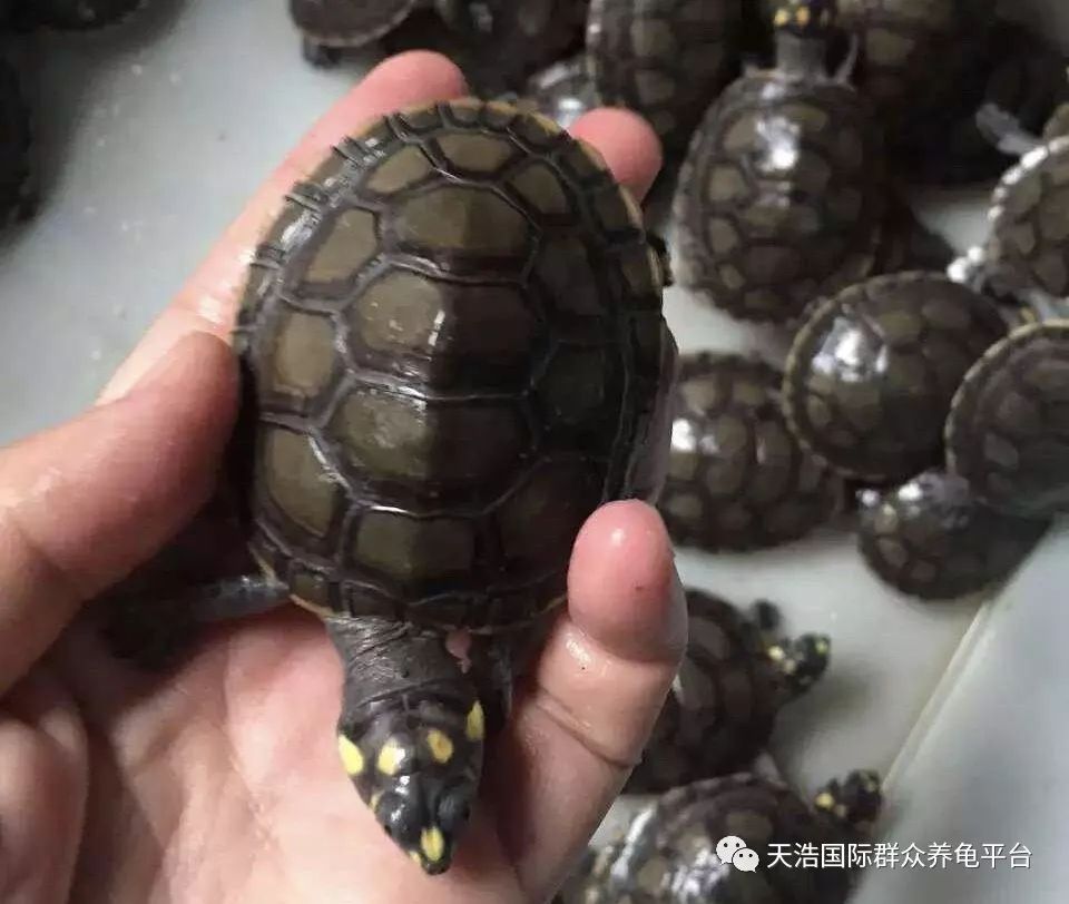 珍珠养殖鳖技术视频_珍珠鳖养殖场_珍珠鳖的养殖技术