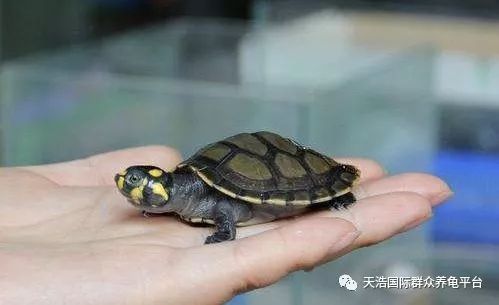 珍珠鳖养殖场_珍珠鳖的养殖技术_珍珠养殖鳖技术视频