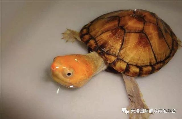 珍珠养殖鳖技术视频_珍珠鳖养殖场_珍珠鳖的养殖技术
