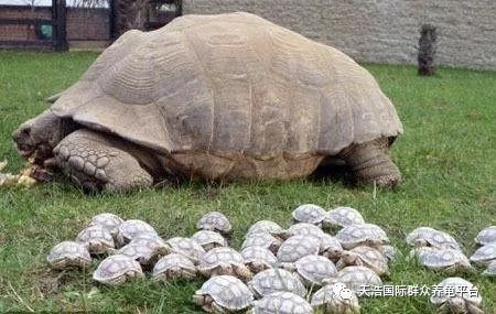 珍珠养殖鳖技术视频_珍珠鳖养殖场_珍珠鳖的养殖技术