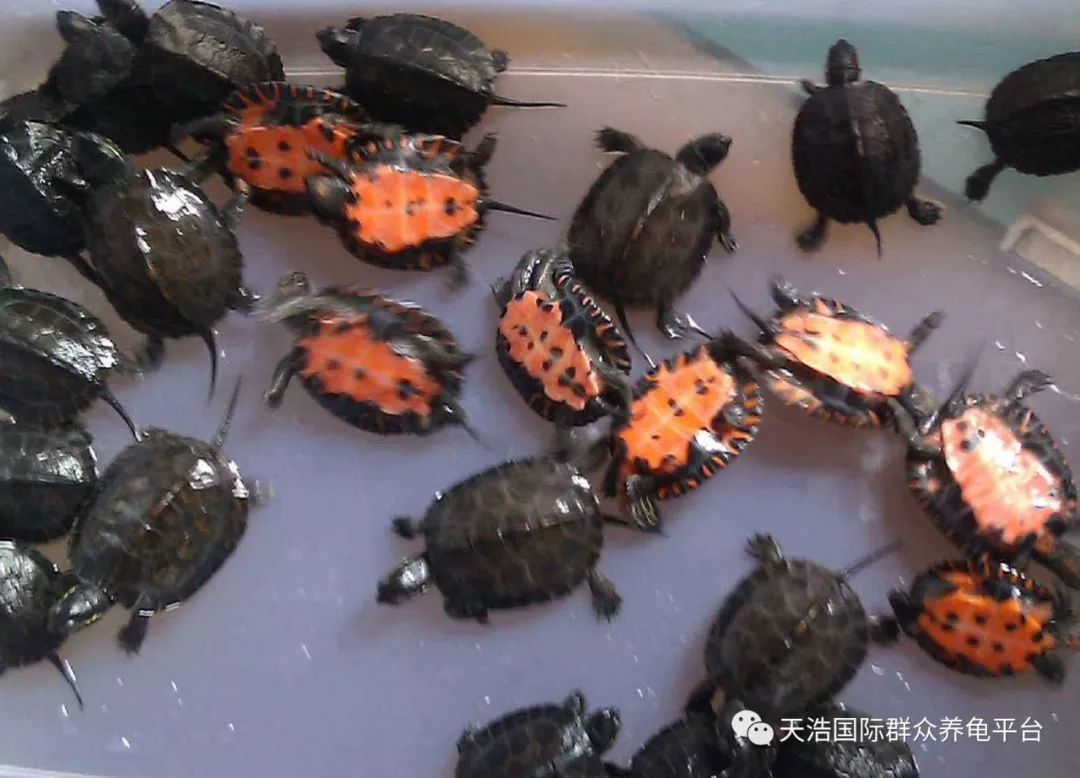 珍珠鳖养殖场_珍珠养殖鳖技术视频_珍珠鳖的养殖技术