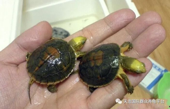 珍珠养殖鳖技术视频_珍珠鳖的养殖技术_珍珠鳖养殖场