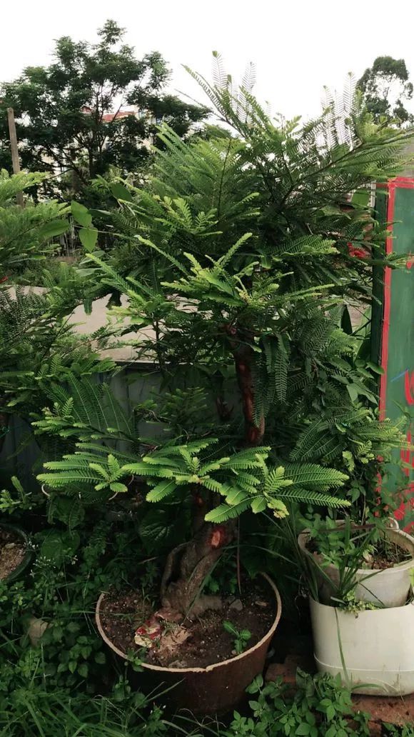 种植盆景苹果技术视频_苹果盆景怎么种植_盆景苹果怎么种植技术