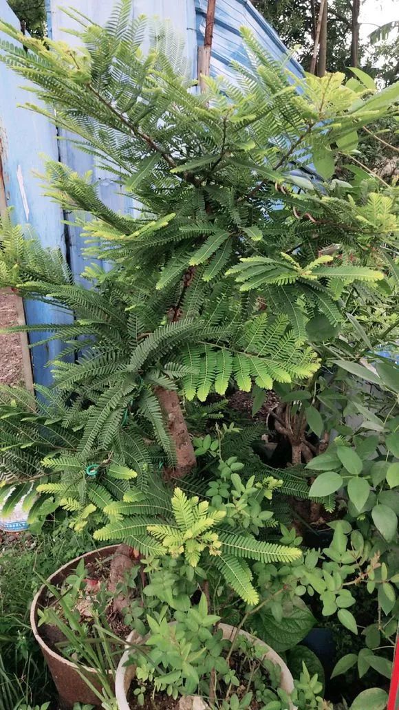 种植盆景苹果技术视频_盆景苹果怎么种植技术_苹果盆景怎么种植