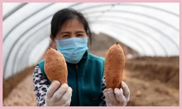 红薯尖叶菜种植技术_尖叶红薯是什么品种_红薯尖怎么种植