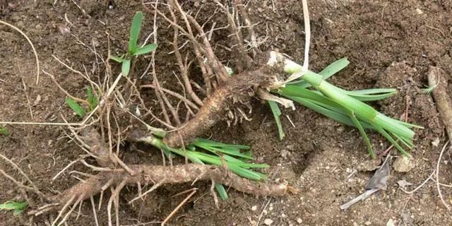 致富药材室内种植图片_室内种植药材致富_致富药材室内种植方法