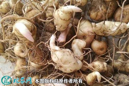 如何种植黄精图5