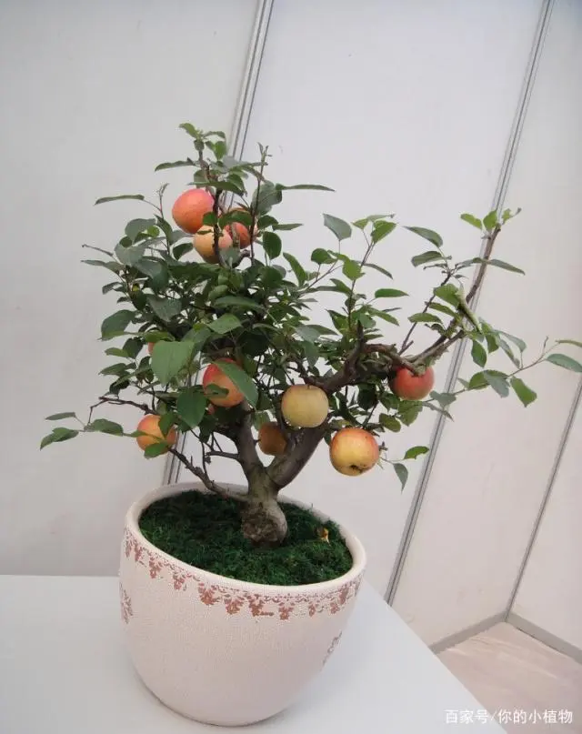 种植盆景苹果技术视频_苹果盆景怎么种植_盆景苹果怎么种植技术