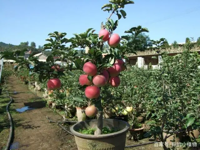 种植盆景苹果技术视频_盆景苹果怎么种植技术_苹果盆景怎么种植