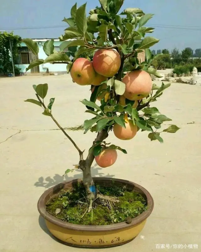 苹果盆景怎么种植_种植盆景苹果技术视频_盆景苹果怎么种植技术