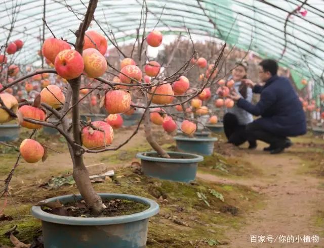种植盆景苹果技术视频_苹果盆景怎么种植_盆景苹果怎么种植技术