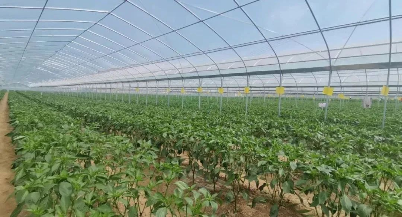科技苑中蜂养殖视频_怎样养殖意蜂和繁殖技术呢_中蜂大规模养殖技术