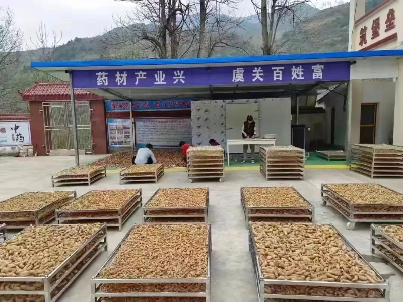 怎样养殖意蜂和繁殖技术呢_中蜂大规模养殖技术_科技苑中蜂养殖视频