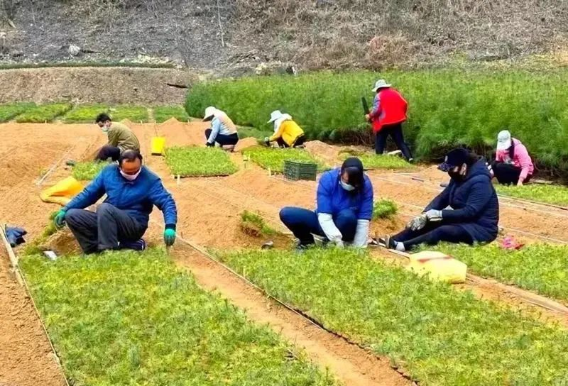 中蜂大规模养殖技术_怎样养殖意蜂和繁殖技术呢_科技苑中蜂养殖视频