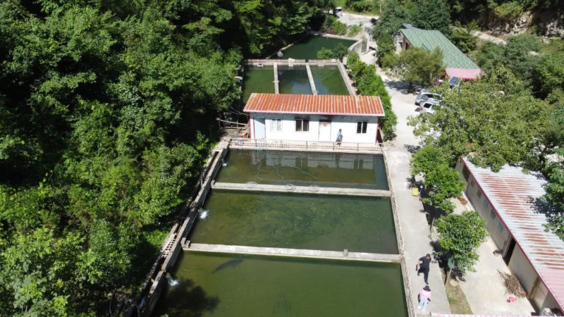 科技苑中蜂养殖视频_怎样养殖意蜂和繁殖技术呢_中蜂大规模养殖技术