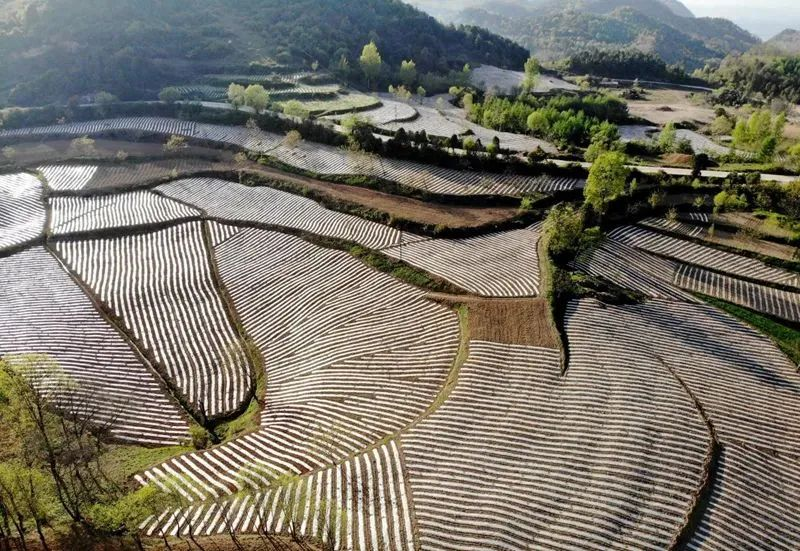 怎样养殖意蜂和繁殖技术呢_科技苑中蜂养殖视频_中蜂大规模养殖技术