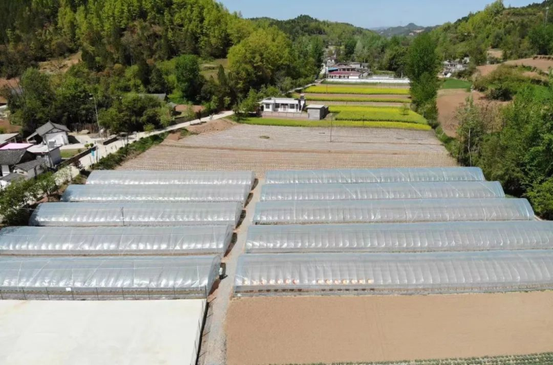 科技苑中蜂养殖视频_怎样养殖意蜂和繁殖技术呢_中蜂大规模养殖技术