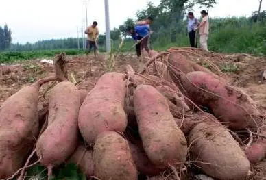 红薯尖怎么种植_红薯尖叶菜种植技术_红薯尖种苗