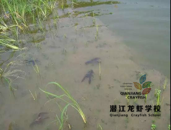 潜江龙虾学校—养殖小龙虾技术浅谈小龙虾养殖一般水质和土壤条件