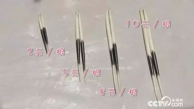 养殖豪猪赚钱吗_致富经养殖豪猪视频_致富经养豪猪视频