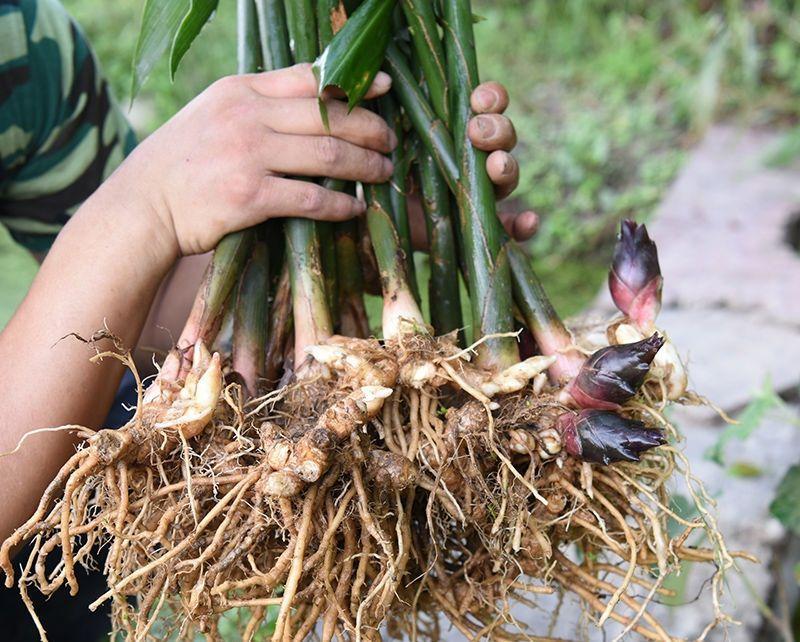 致富种植农业品种有哪些_农业致富种植项目_农业种植致富品种