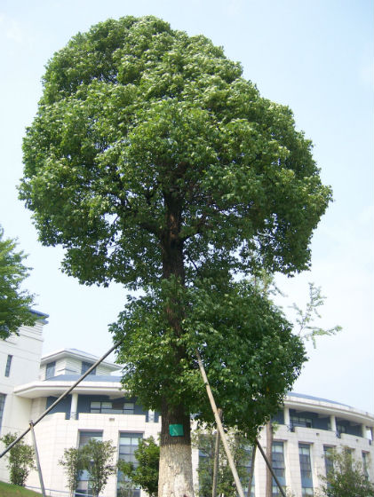 种植盆景苹果技术视频_种植盆景苹果技术要点_盆景苹果怎么种植技术