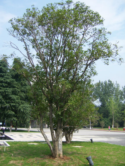 盆景苹果怎么种植技术_种植盆景苹果技术视频_种植盆景苹果技术要点