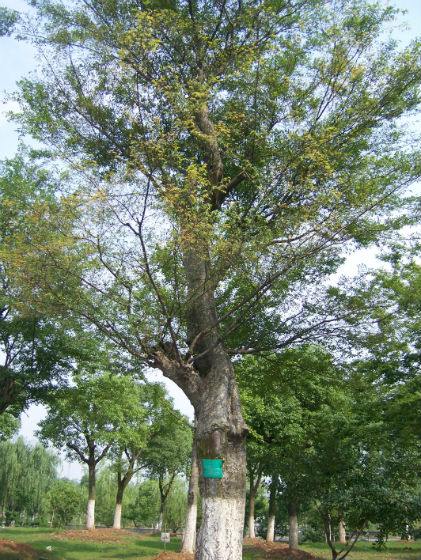 盆景苹果怎么种植技术_种植盆景苹果技术视频_种植盆景苹果技术要点