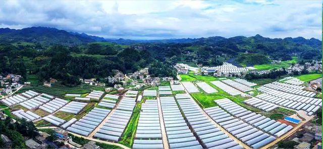 致富经织金竹荪种植_织金竹荪种植技术_织金县竹荪多少钱一斤