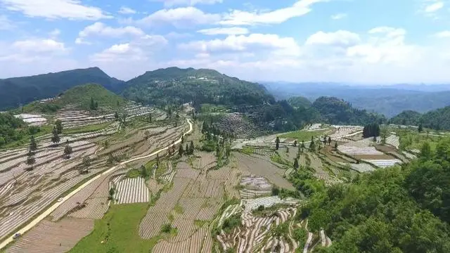 织金县竹荪多少钱一斤_致富经织金竹荪种植_织金竹荪种植技术