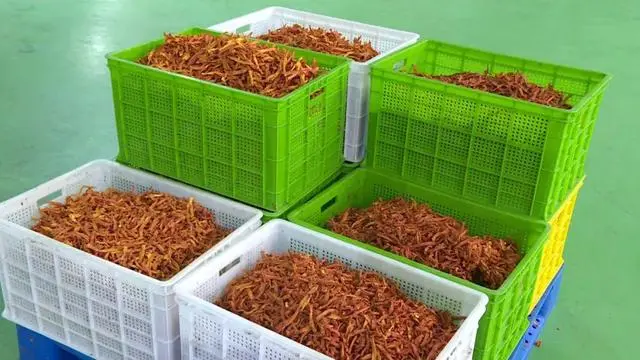 致富经织金竹荪种植_织金县竹荪多少钱一斤_织金竹荪种植技术