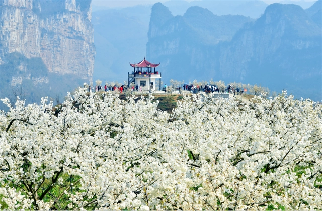 织金竹荪种植技术_织金县竹荪多少钱一斤_致富经织金竹荪种植