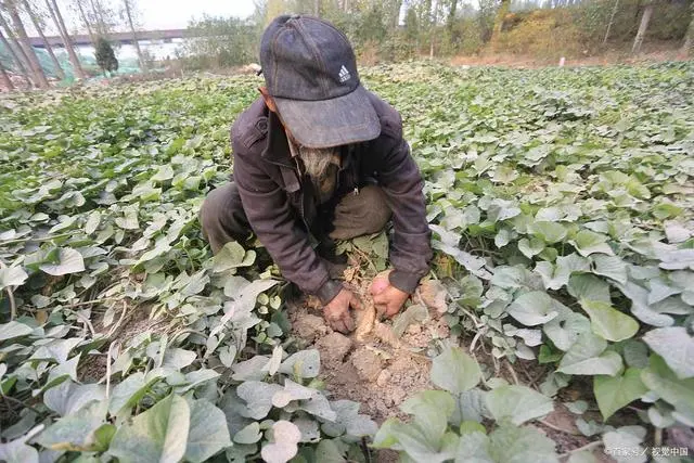 红薯尖叶菜种植技术_红薯尖种苗_红薯尖怎么种植