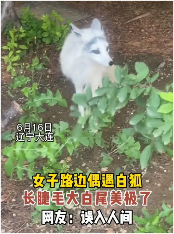 白狐养殖技术_养殖白狐技术要求_养殖白狐技术培训