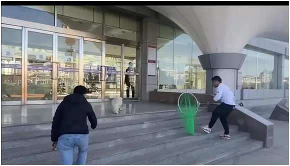 养殖白狐技术培训_养殖白狐技术要求_白狐养殖技术