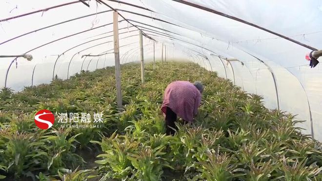 白菜种植收益_白菜种植致富_致富白菜种植方法