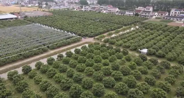 致富水果种植果园地址_致富创业网搞种植水果_水果种植致富果