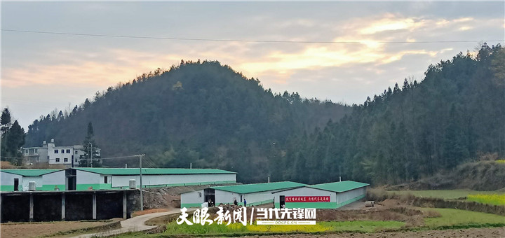 致富经生态鸡_致富经养殖鸡视频_2019年致富经养鸡视频