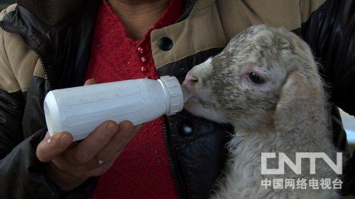 [致富经]赵焕军养羊：被误解13年的财富牛人