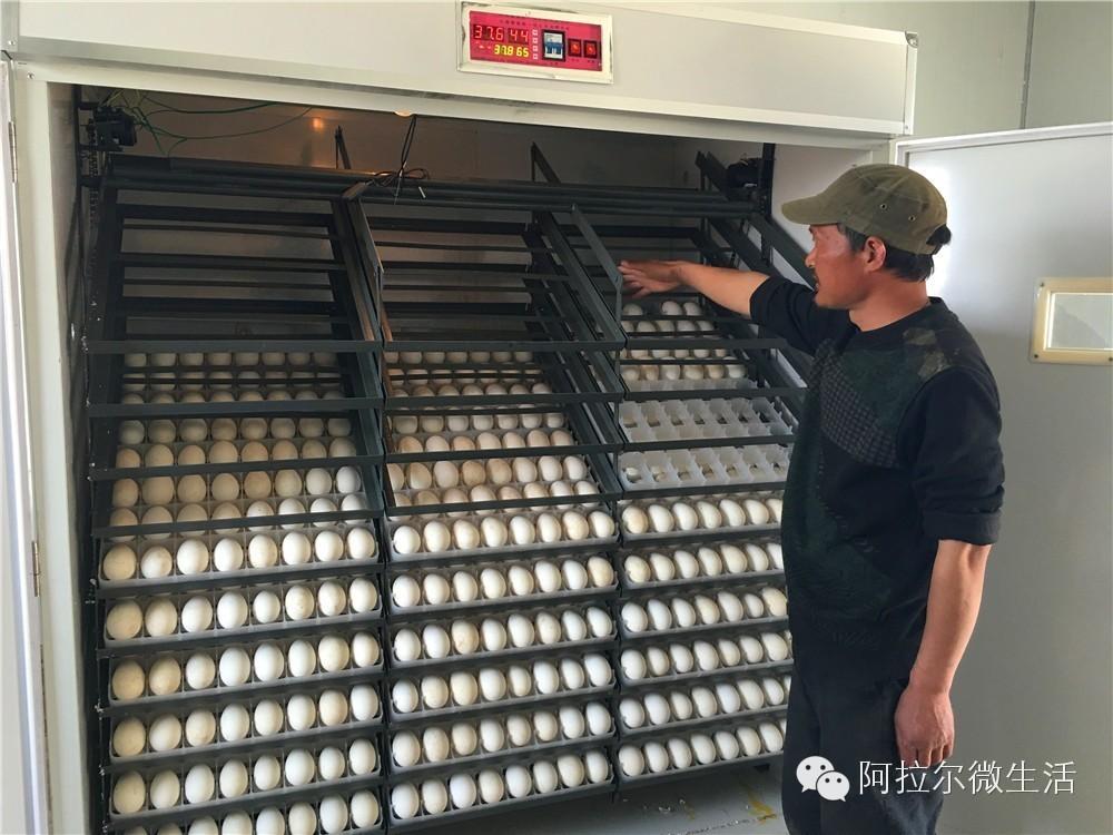 致富经大雁养殖视频_致富养殖大雁信息怎么写_大雁养殖致富信息