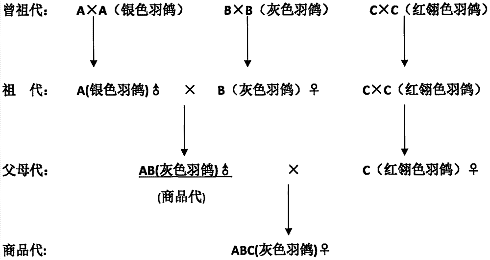 一种鸽的雌雄自别系的配套杂交方法与流程