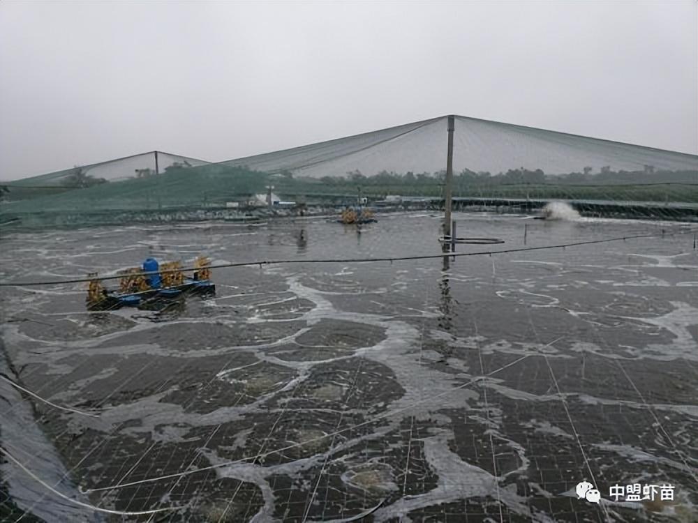白对虾养殖高手_室内养殖白对虾技术_对虾室内养殖技术视频