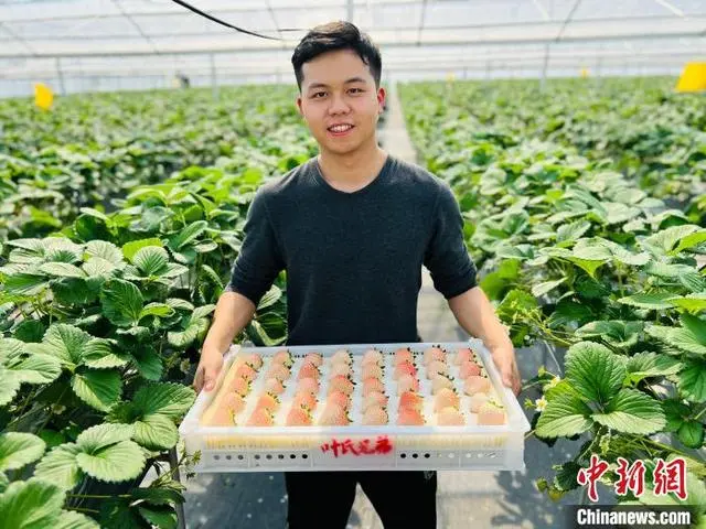 冬草莓种植技术_冬季怎么种草莓种子_冬季草莓种植