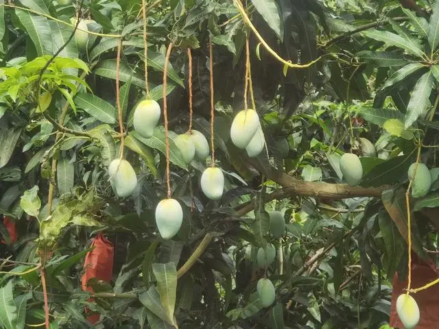 致富创业网搞种植水果_水果种植致富果_致富水果种植果园视频