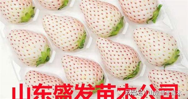 冬季草莓种植_冬草莓种植技术_冬季种植草莓怎么样