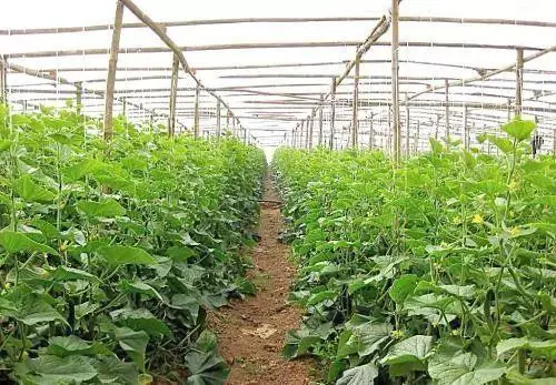 大棚蔬菜种植有方法，掌握管理技巧是办法，为高产打好基础